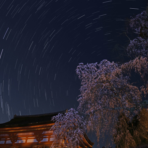 桜星景－春日大社