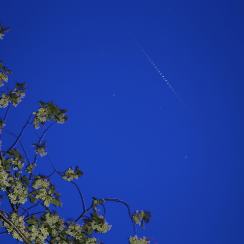 イリジウムと御衣黄桜