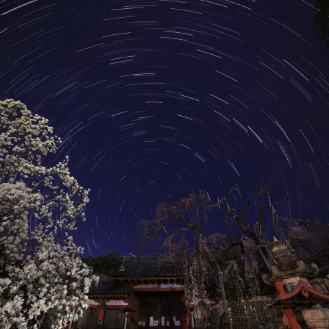 氷室神社の桜星景