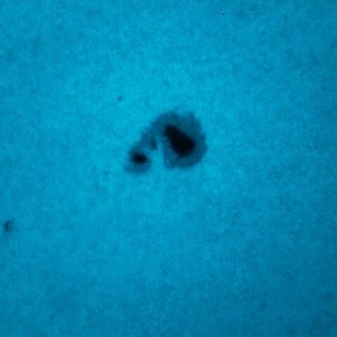 黒点半暗部周辺の現象(3477)11/8の日中