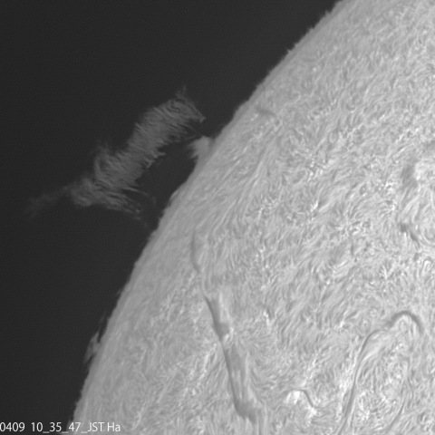 4/9太陽　Hα光画像