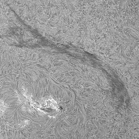 202309/16の太陽(Hα線画像)