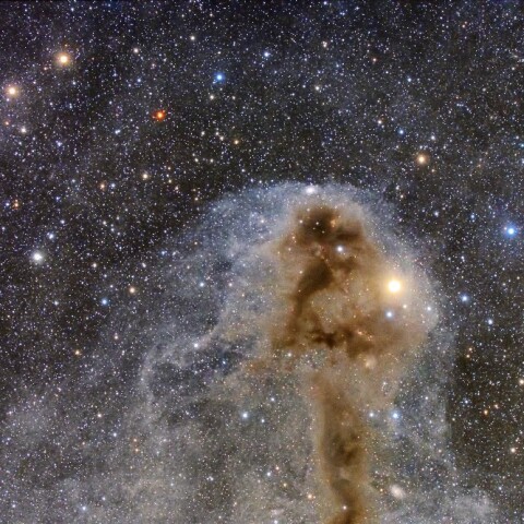 腐った魚星雲 の頭