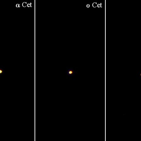 ミラとくじら座の赤色巨星たち