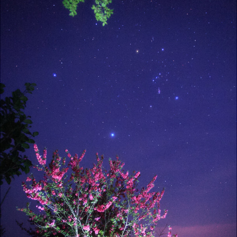 桃の花の星空