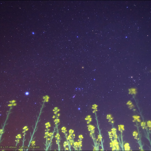 菜の花の星空