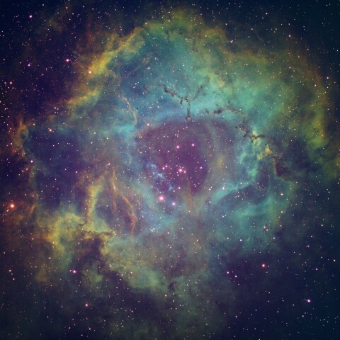 東京都板橋区から　NGC2238 バラ星雲