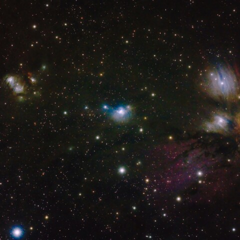 アゲハ蝶、モンシロ蝶