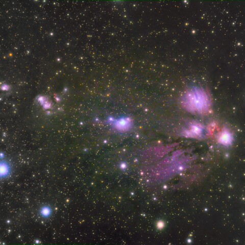 アゲハ蝶、モンシロ蝶