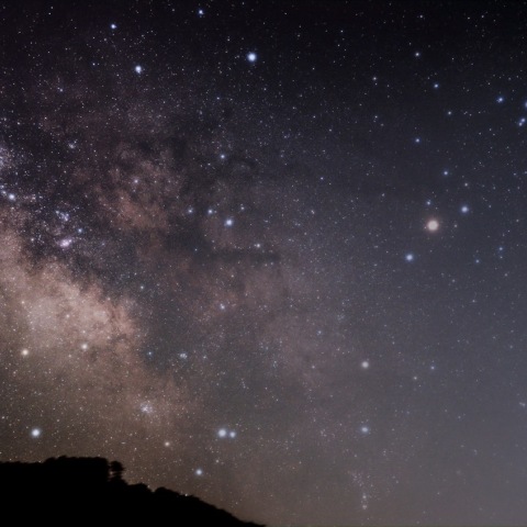 バンビとサソリ