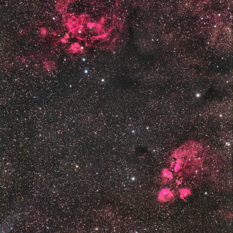 彼岸花と出目金星雲