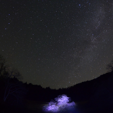 鏡桜と北の星座