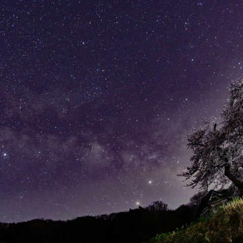 夜桜と天の川