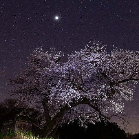 夜桜（小沢の桜）と星々