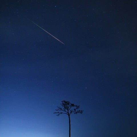 一本松に流れ星