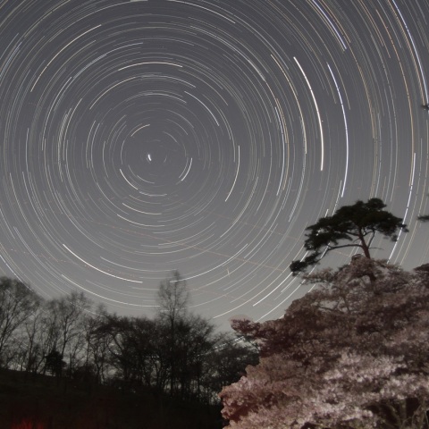 北天の日周運動（桜）