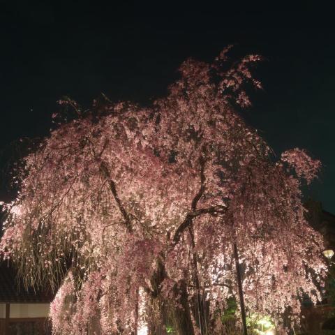 木星としだれ桜