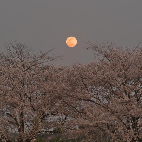 ブルームーンと桜
