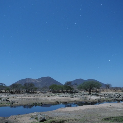 サバンナに昇るオリオン、おおいぬ座