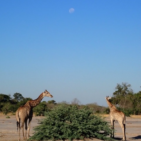 With  the  MoonーGiraffe