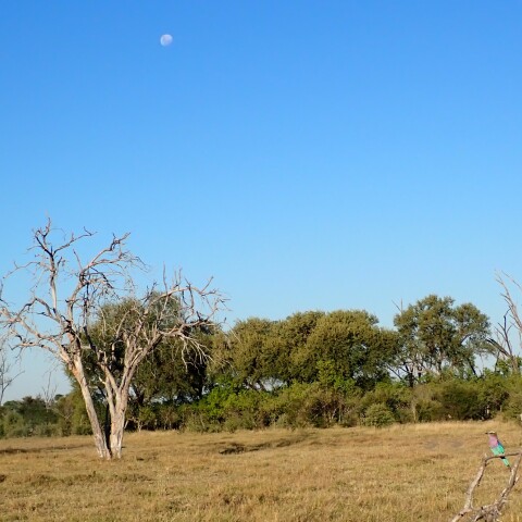 With  the  MoonーLilac-breasted Roller