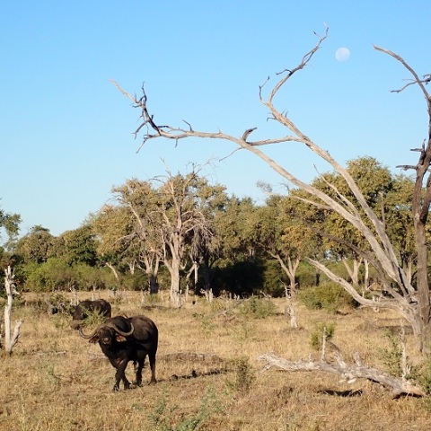 With  the  MoonーBuffalo