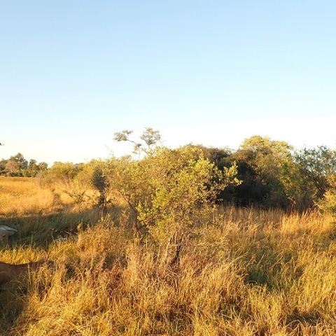 With  the  MoonーLion