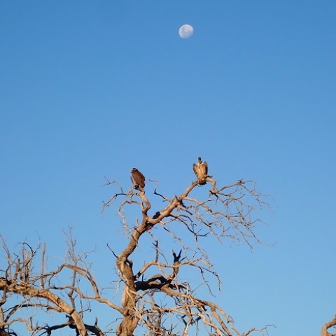 With  the  MoonーVulture