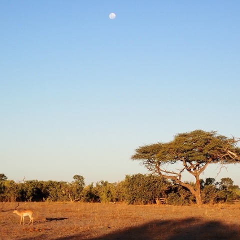 With  the  MoonーImpala