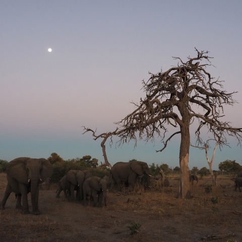 With  the  Moon＆Belt of VenusーElephant