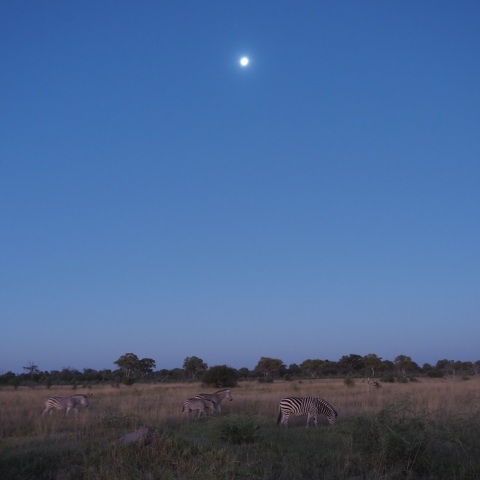 With  the  MoonーZebra