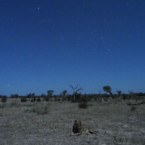 Wild  NightーLionⅠ