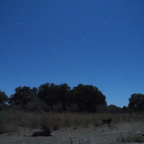 Wild  NightーLionⅢ