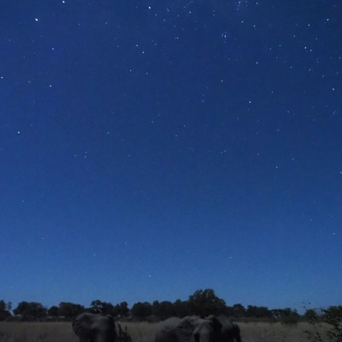 Wild  NightーElephant Ⅰ