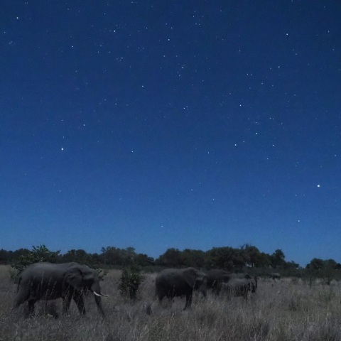 Wild  NightーElephant Ⅱ