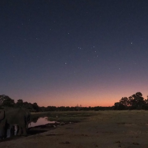 Wild  NightーElephant Ⅲ