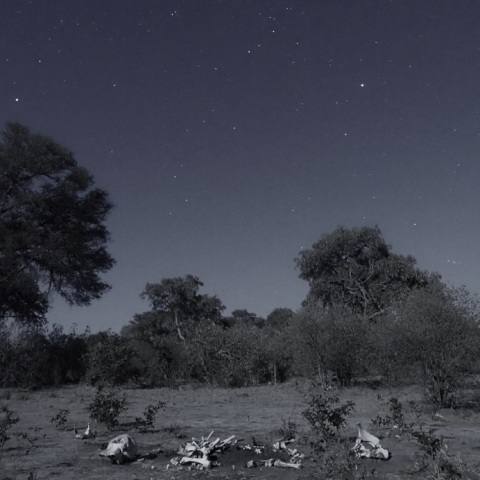 Wild  NightーElephant Ⅳ