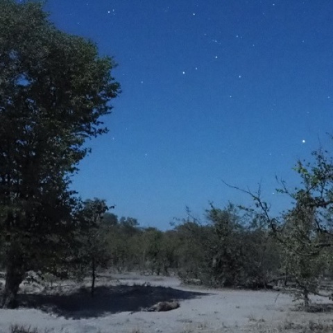 Wild  NightーThe Hyena Sleeps Tonight Too