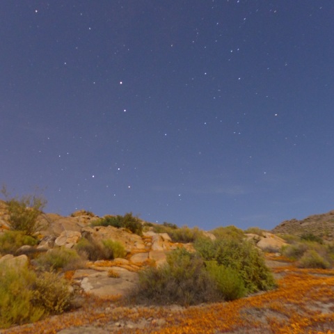 花園の南十字星