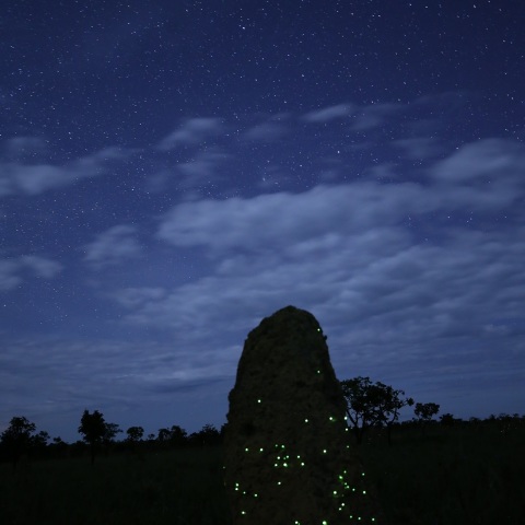 セラードのクリスマスツリー