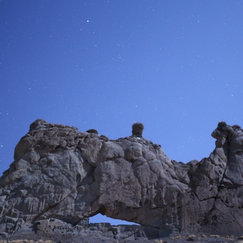 営巣を見守るベガ、デネブ