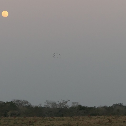 Two circles in Pantanal‘s sky