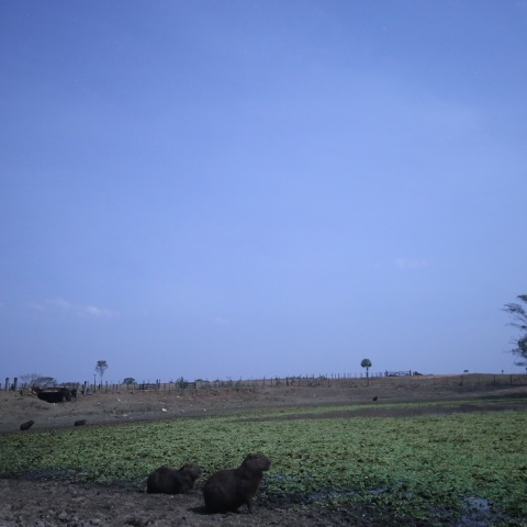 カピバラの月光浴