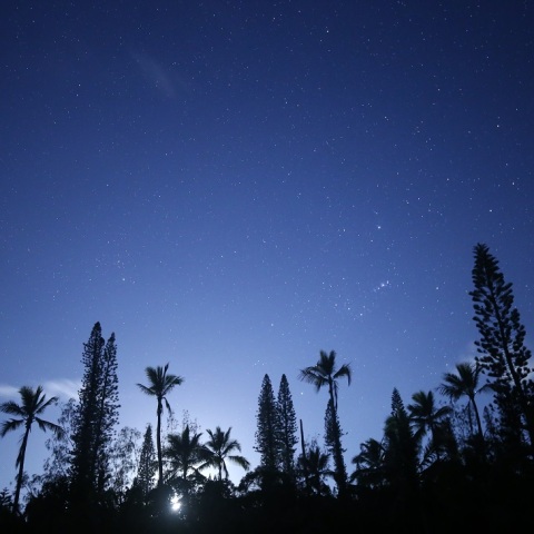 南海のメルヘンナイト