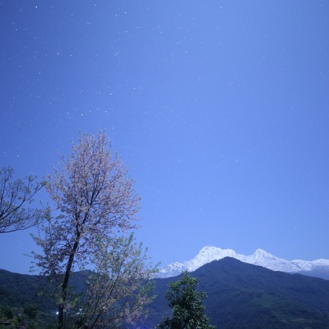ヒマラヤ桜にかかるカシオペヤ