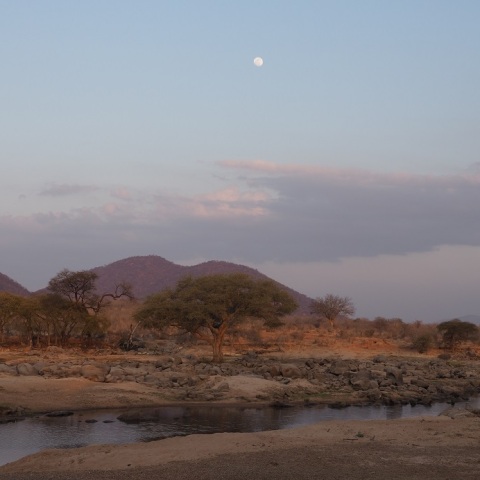 サバンナに昇る月