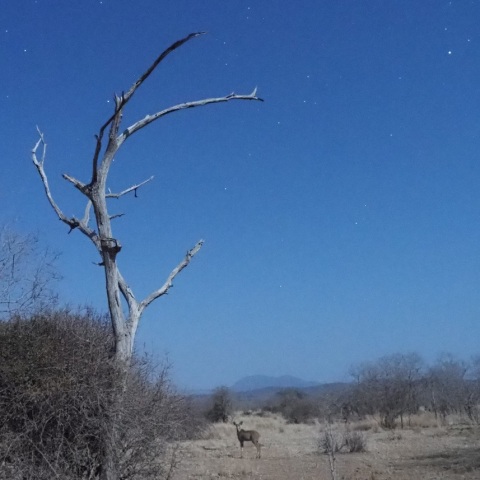Wild  NightーKudu