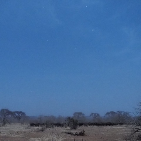 Wild  NightーBuffalo