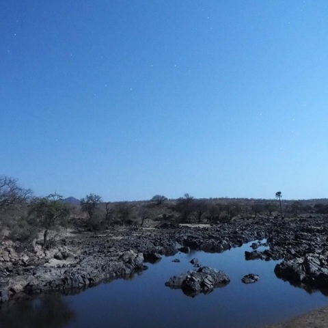 Wild  NightーCrocodile