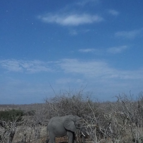 Wild  NightーElephantⅠ